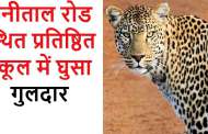 हल्द्वानी: नैनीताल रोड स्थित प्रतिष्ठित स्कूल में घुसा गुलदार