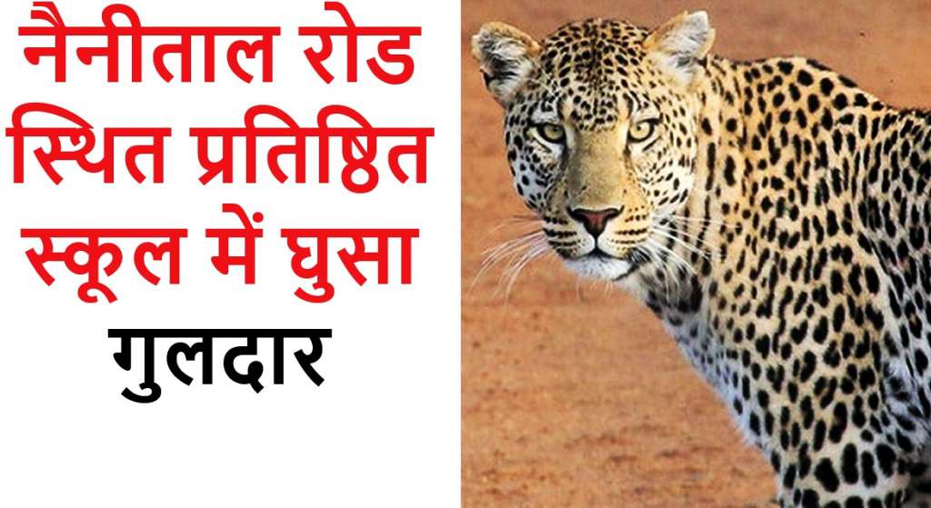 हल्द्वानी: नैनीताल रोड स्थित प्रतिष्ठित स्कूल में घुसा गुलदार
