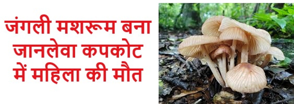 जंगली मशरूम बना जानलेवा कपकोट में महिला की मौत