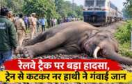 रेलवे ट्रैक पर बड़ा हादसा, ट्रेन से कटकर नर हाथी ने गंवाई जान